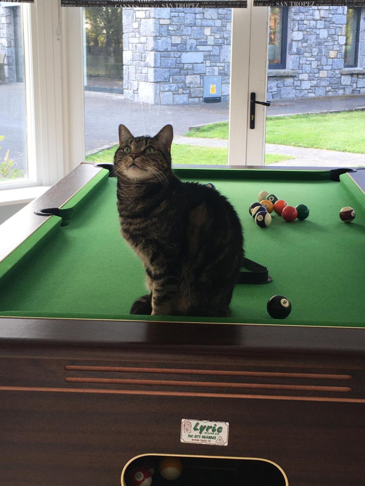 Castledale Bed & Breakfast Sligo Luaran gambar